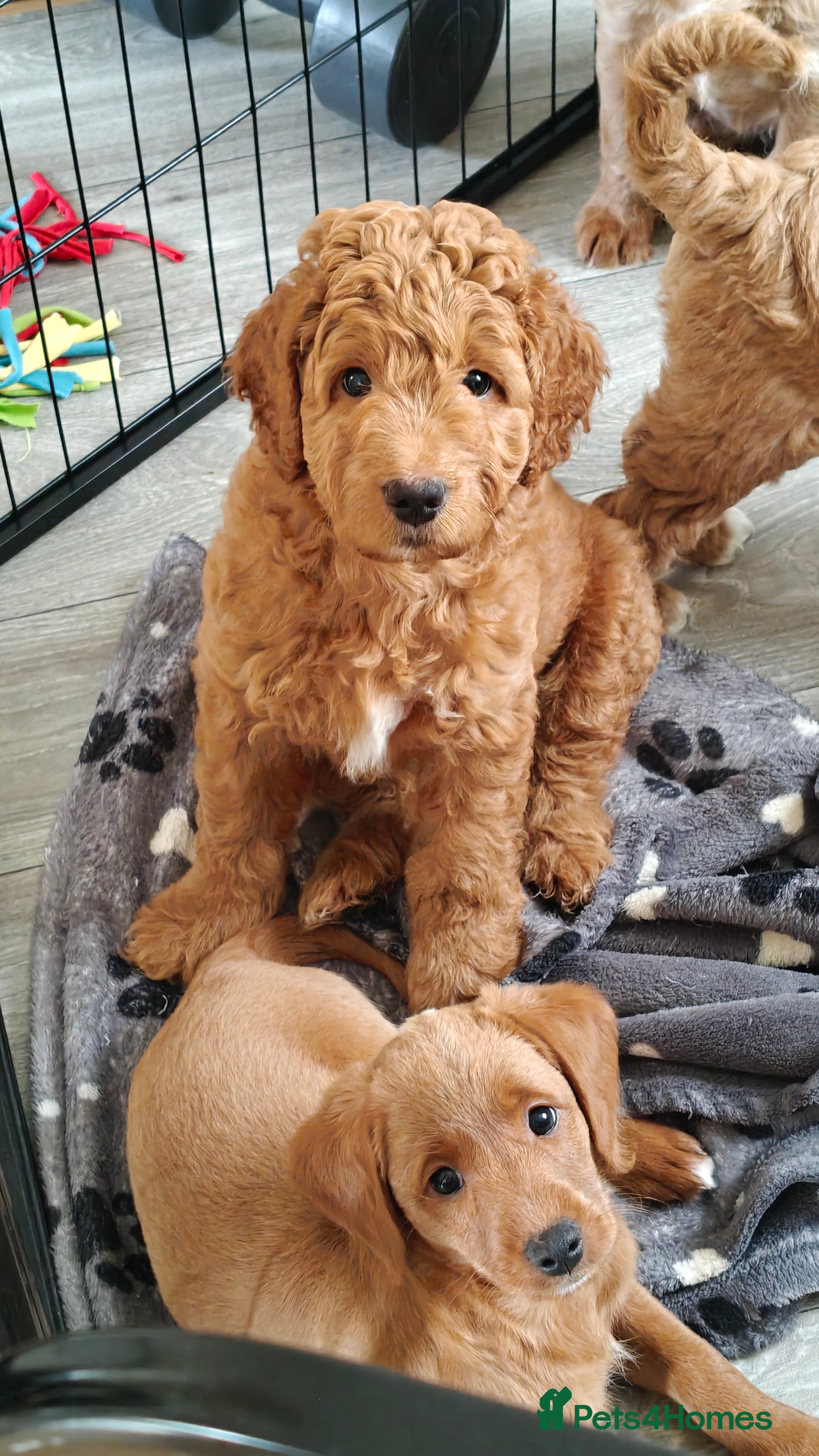 Mixed Breed dogs ✨Ready:DNA clear Australian Labradoodles ✨ - Advert 5
