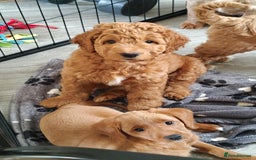 Mixed Breed dogs for sale: ✨Ready:DNA clear Australian Labradoodles ✨ - Advert 1