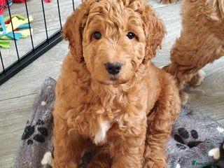 Mixed Breed dogs - Advert 17