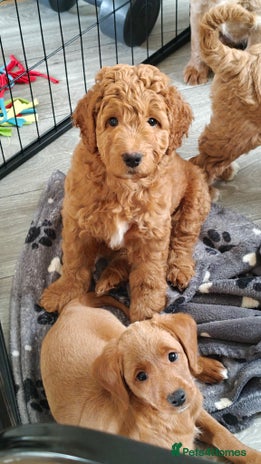 Mixed Breed dogs - Advert 6