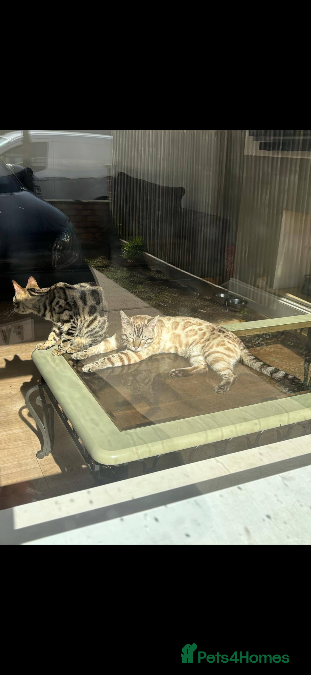 Bengal cats for sale: Beautiful boy bengal  - Image 5