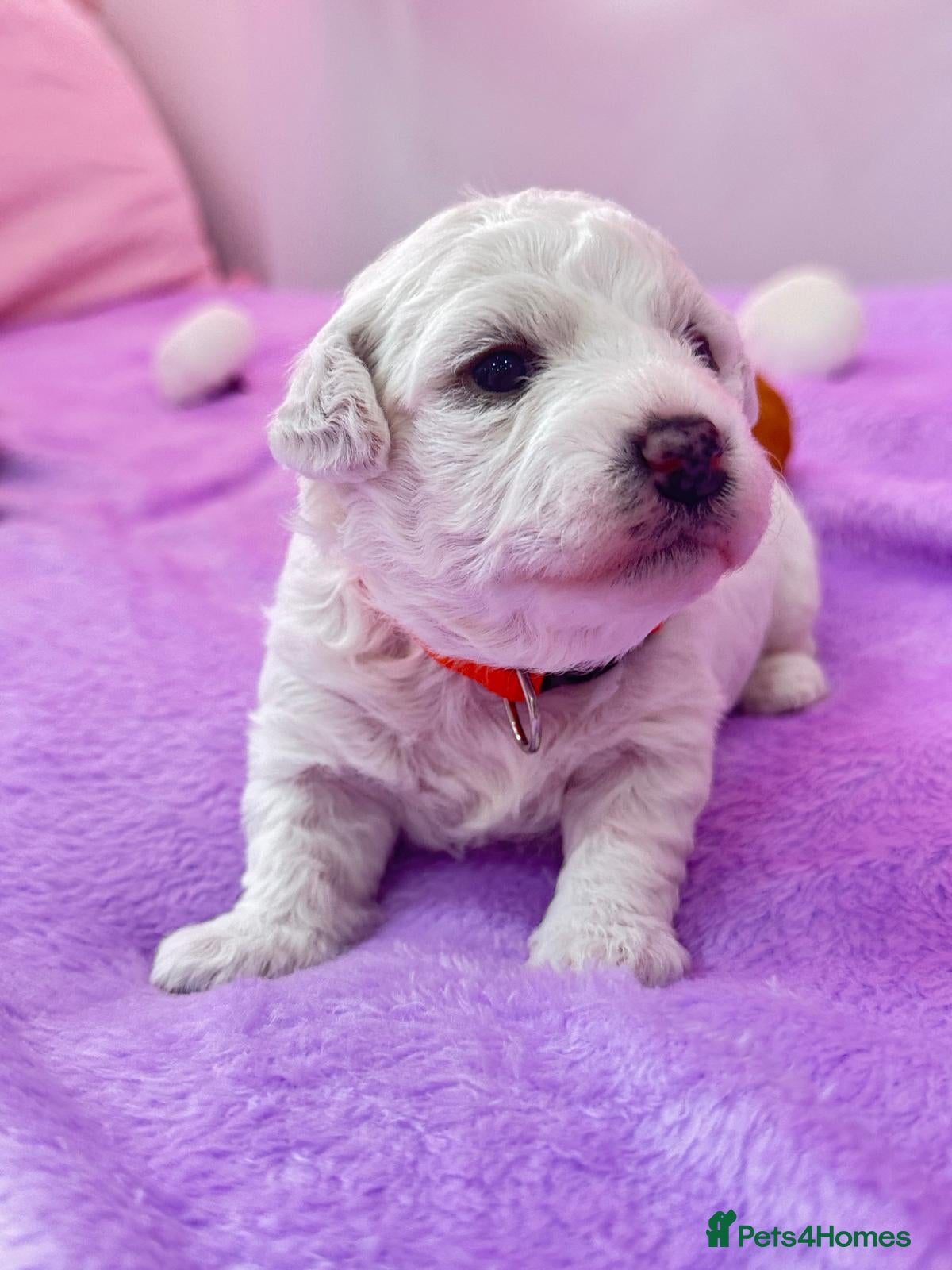 Bichon Frise dogs for sale:  💗KC BICHON FRISE PUPPIES – CHAMPION BLOODLINES💗 - Advert 1