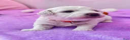 Bichon Frise dogs for sale:  💗KC BICHON FRISE PUPPIES – CHAMPION BLOODLINES💗 - Advert 5