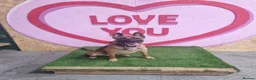Mixed Breed dogs for sale: blaze - Advert 7