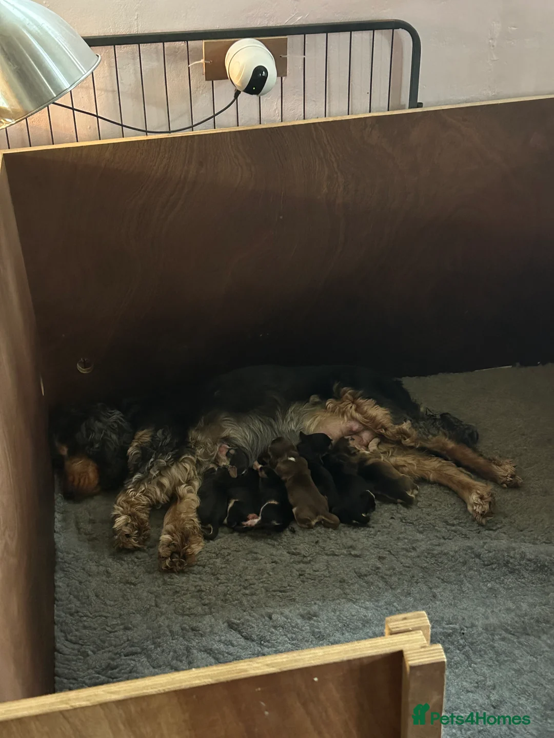 Cocker Spaniel dogs for sale: Beautiful show cockers for sale  - Advert 2