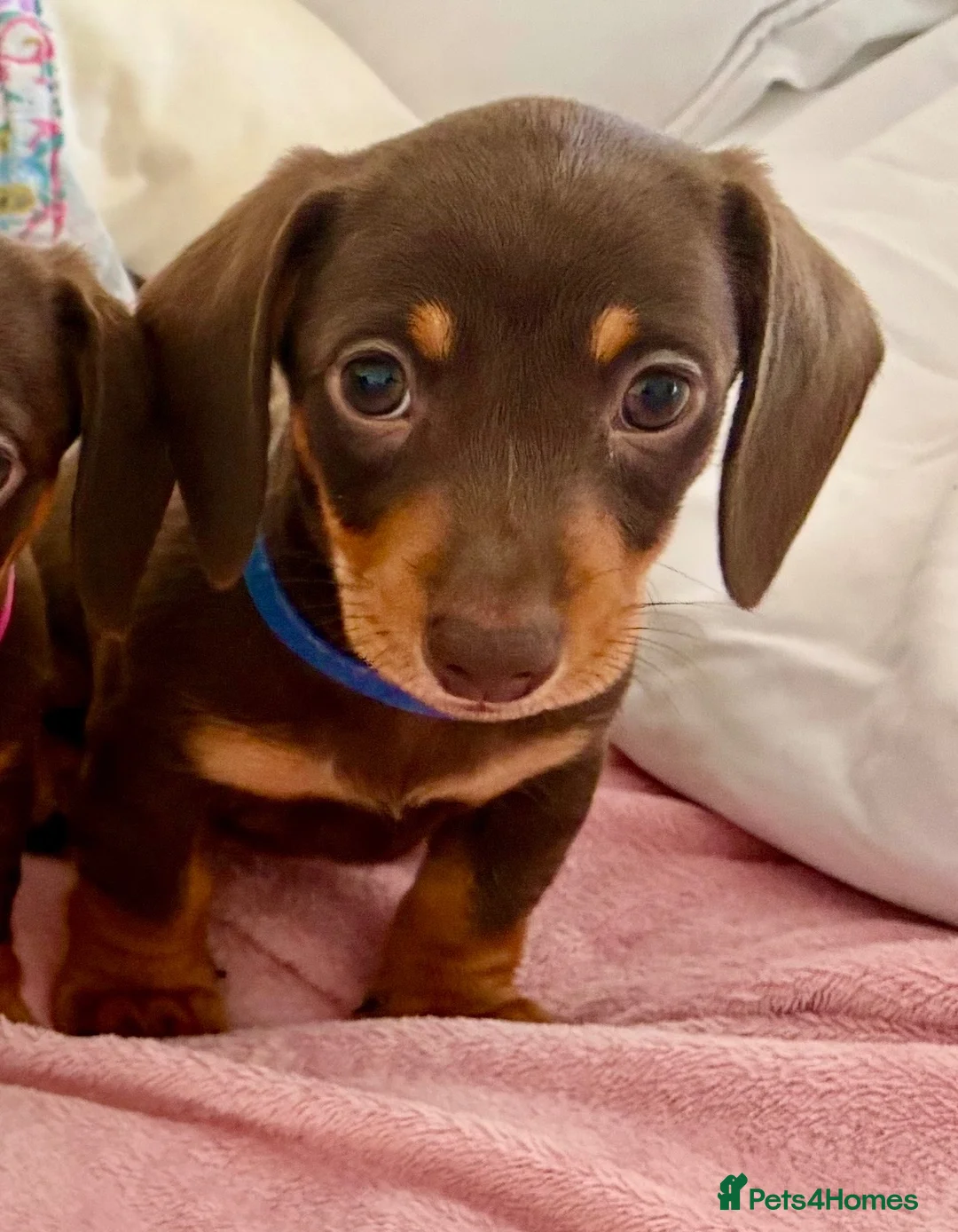 Miniature Dachshund dogs for sale: Stunning Miniature Dachshund  - Advert 2