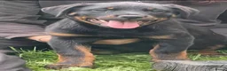 Rottweiler dogs for sale: ADRK German bloodline Rottweiler puppies     - Advert 7