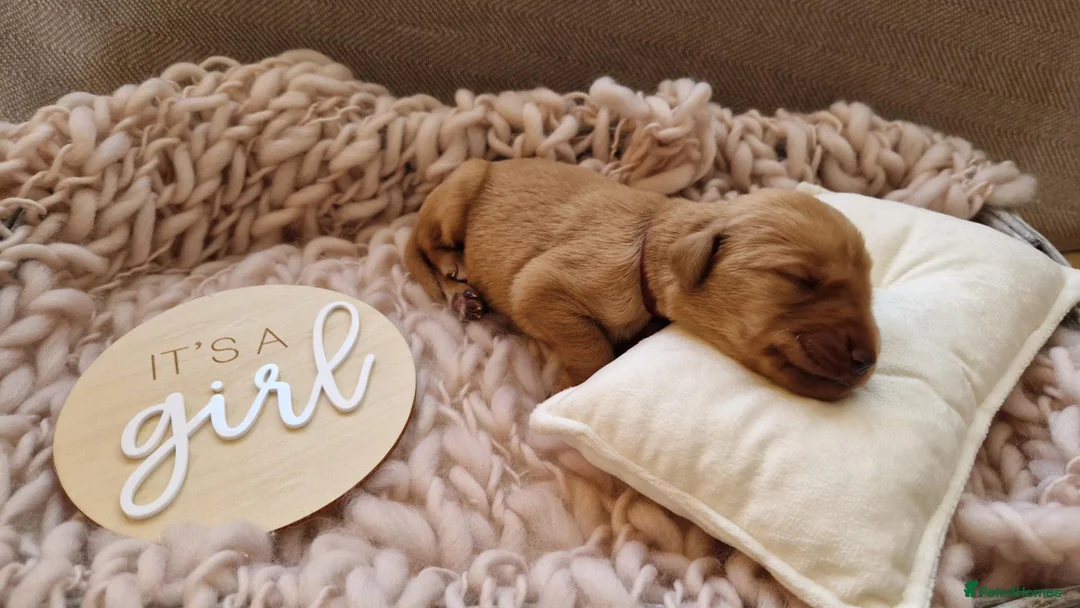 Labrador Retriever dogs for sale: Red Fox Labradors looking for forever home 🤎 - Advert 9