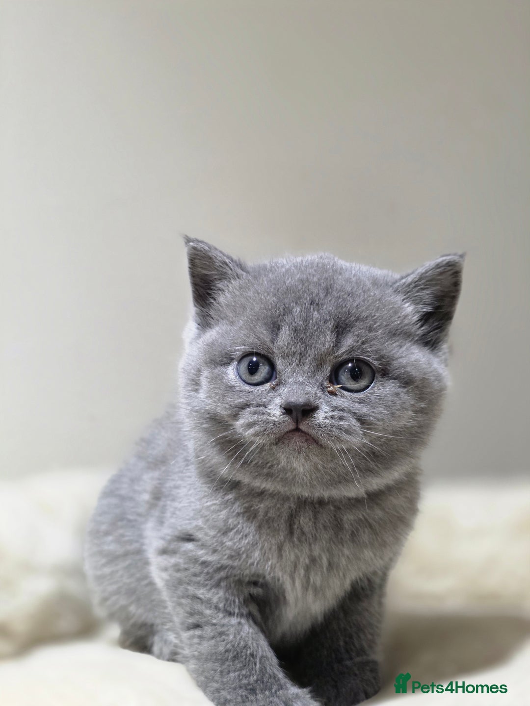 Scottish Fold cats for sale: 3 beautiful female scottish fold & straights 😍🎀 - Advert 23