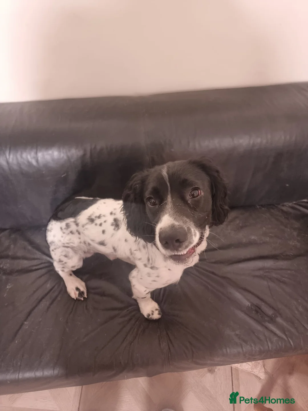 English Springer Spaniel dogs for sale: 10 month old springer spaniel.  - Advert 2