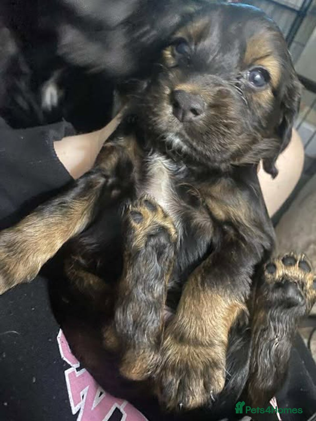 Sprocker dogs for sale: Beautiful Sprocker Puppies Ready 30th December - Advert 25