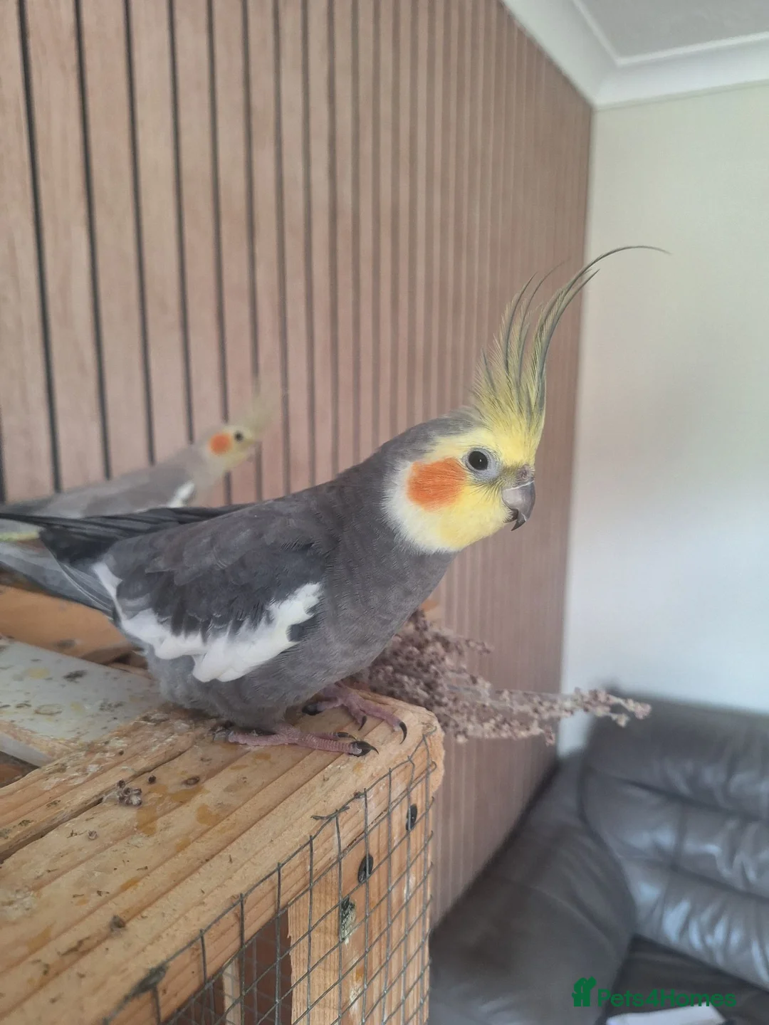 Cockatiels birds for sale: Pair of cockatiels in Daventry - Advert 1