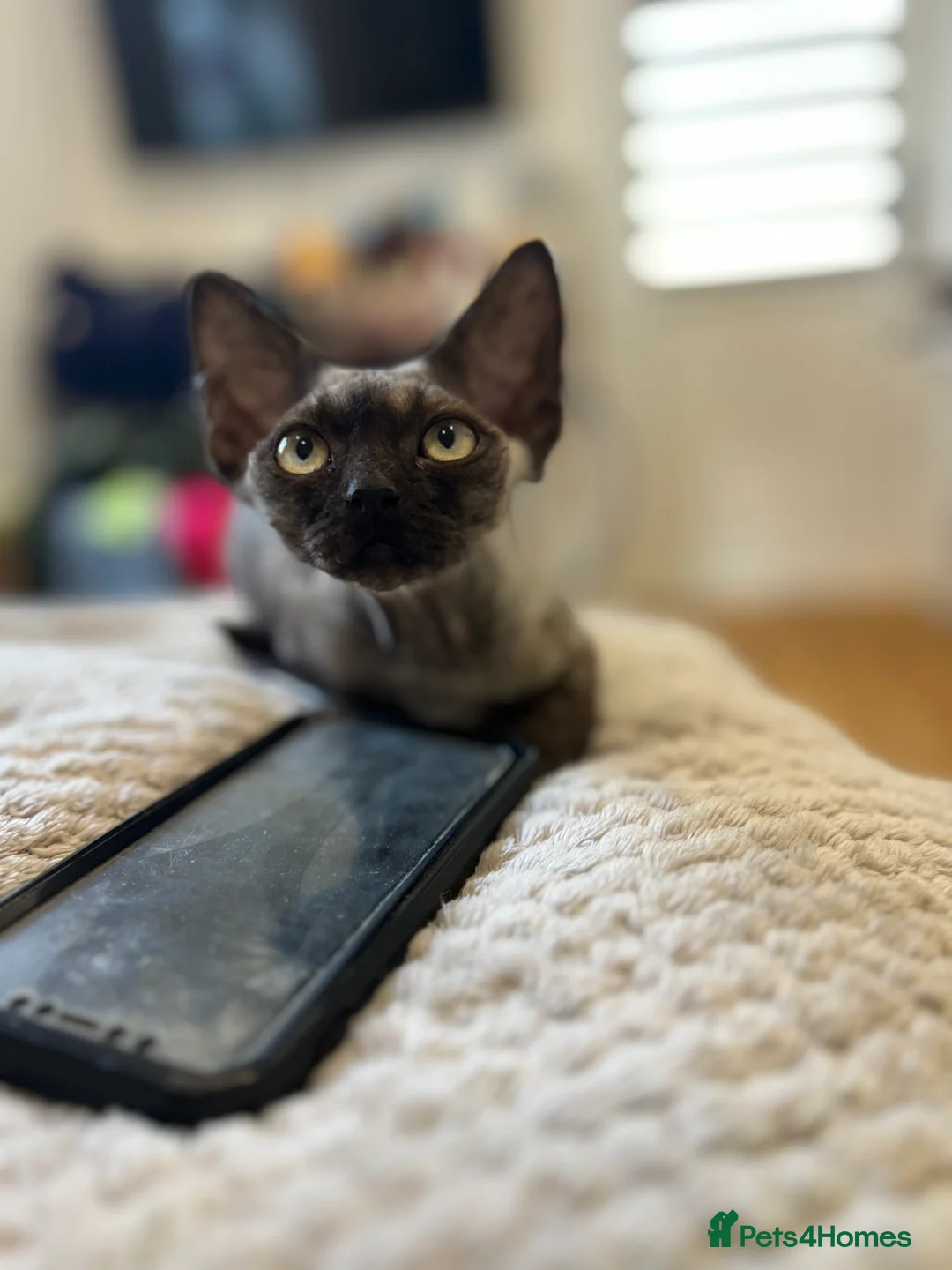 Devon Rex cats for sale:  Affectionate kittens - Advert 2