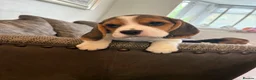 Beagle dogs for sale: Exceptional KC Beagle puppies  - Advert 9