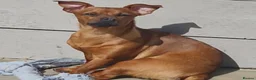Jack Russell dogs for sale: Beautiful jack russels for sale  in Portsmouth - Advert 1
