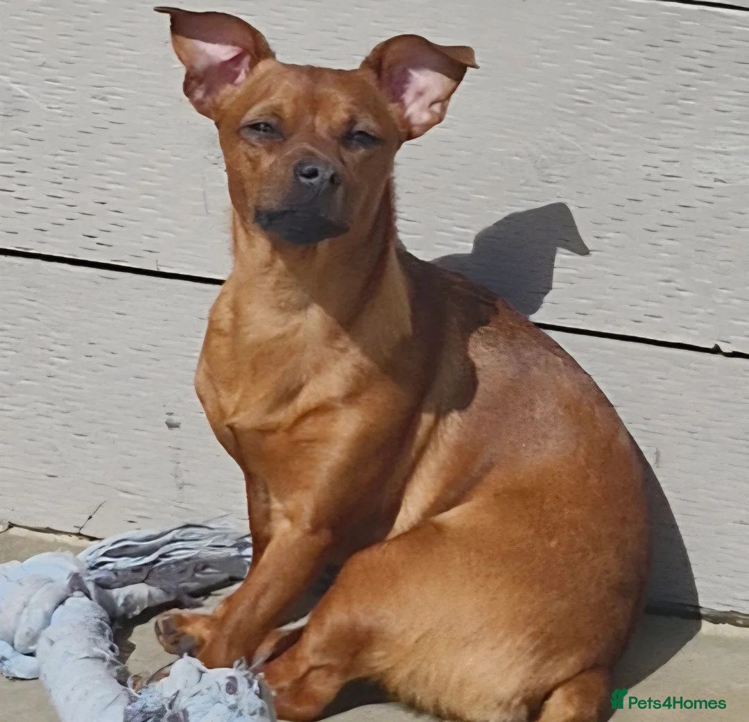 Jack Russell dogs for sale: Beautiful jack russels for sale  in Portsmouth - Advert 1