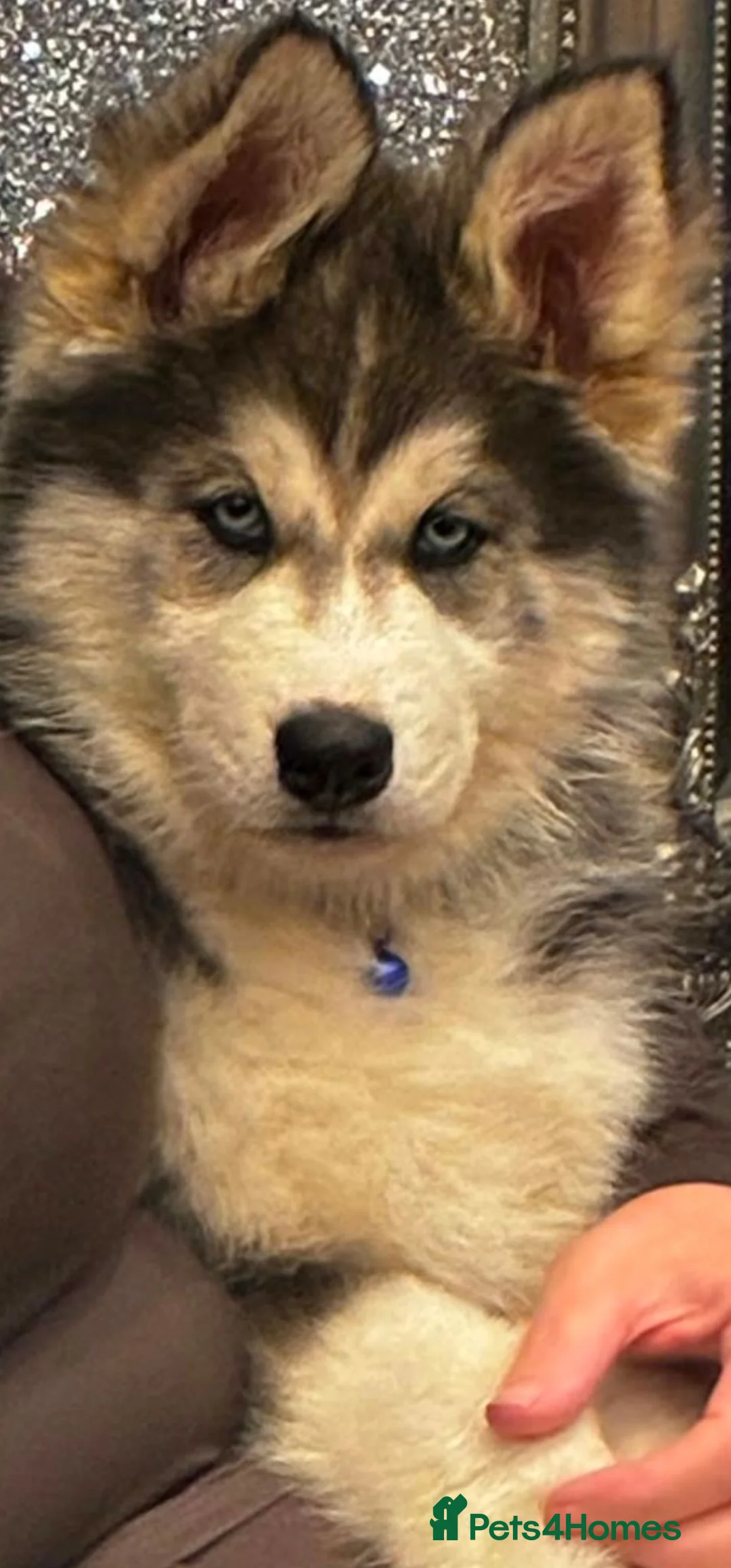 Siberian Husky dogs for sale: Husky  puppies 1 boy 1 girl  - Advert 10