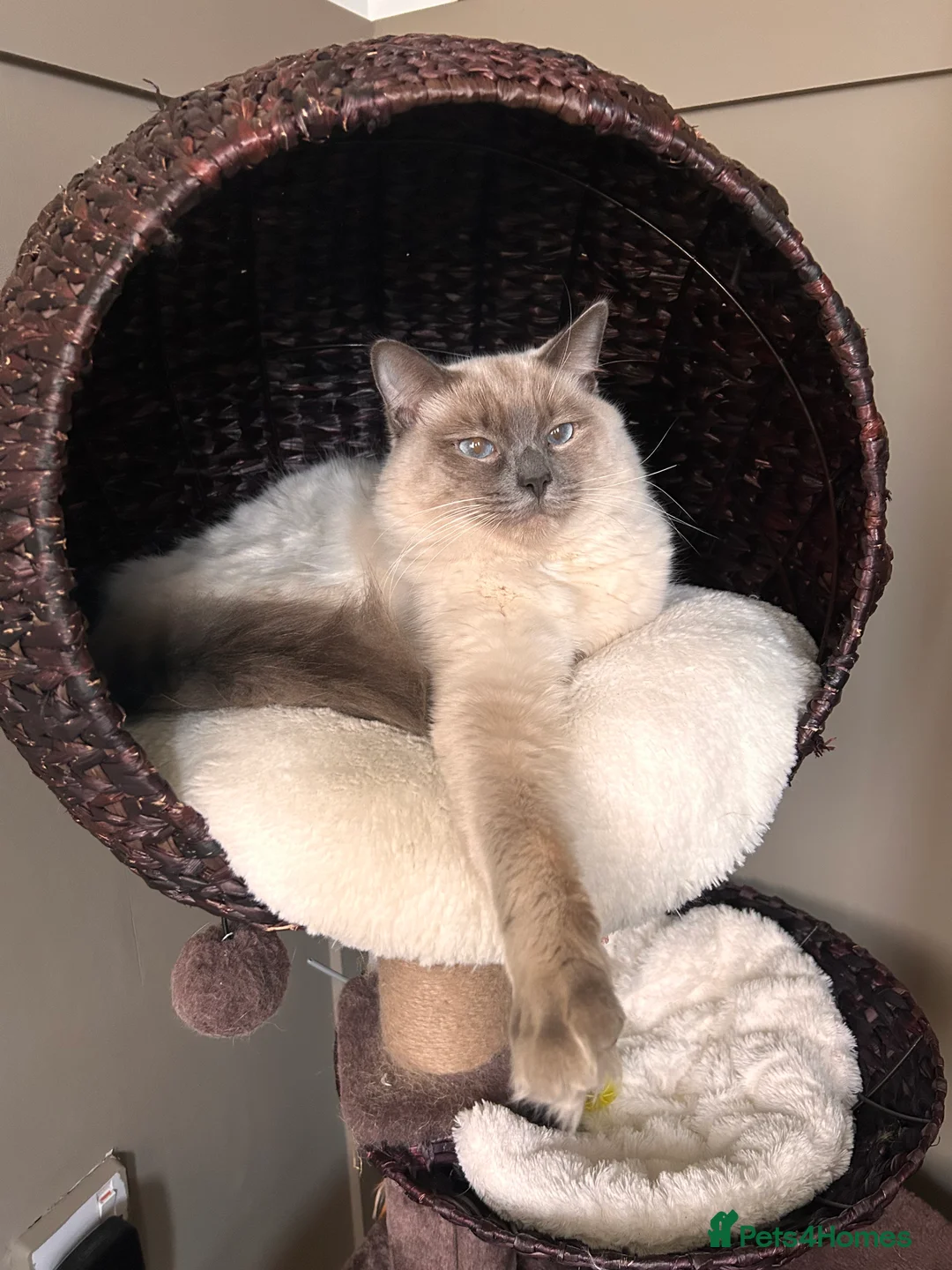 Ragdoll cats for sale: Ragdoll kittens for sale  - Advert 18