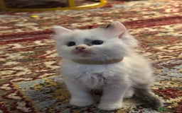 Ragdoll cats for sale: Pure fluffy Ragdoll kittens looking for5 star home - Image 13
