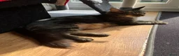 Norwegian Forest Cat cats for sale: Norwegian & American Bobtail Healthy Kittens 🐱 ✨✨ in Attleborough - Advert 21