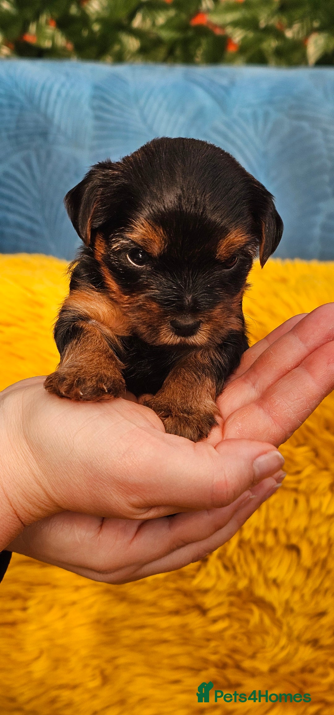 Yorkshire Terrier dogs for sale: Yorkshire Terrier puppies - Advert 15