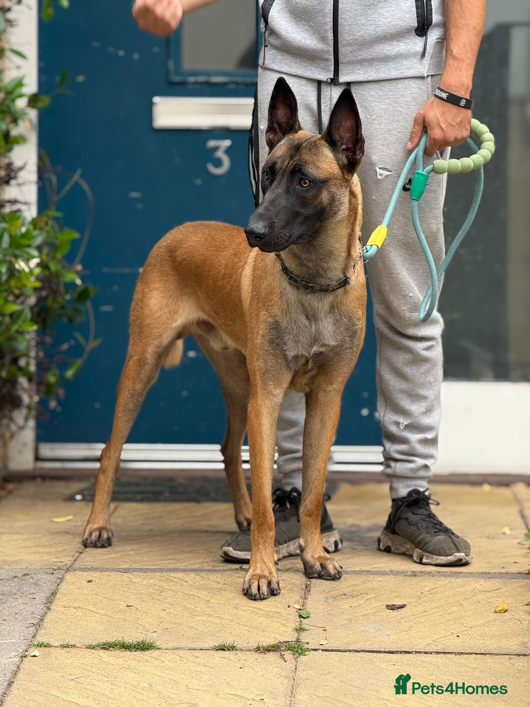 Belgian Shepherd Dog dogs for sale: Belgian malinois  - Image 7