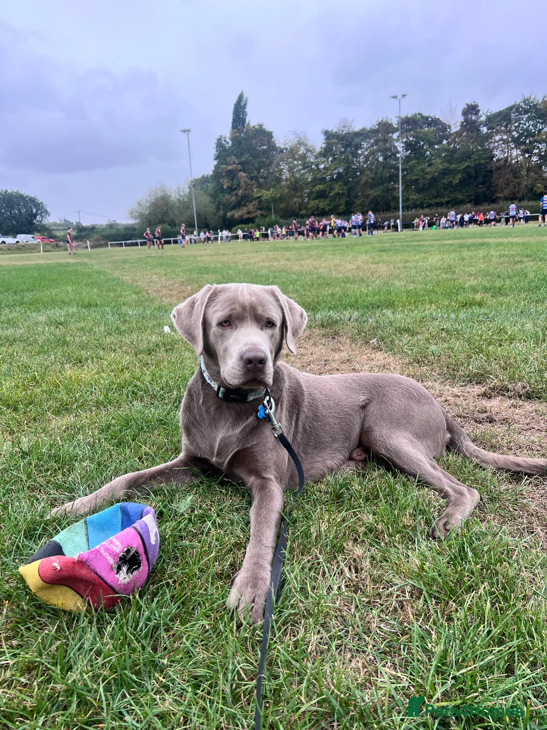 Labrador Retriever dogs for stud: STUNNING SILVER LABRADOR AVAILABLE FOR STUD - Advert 10