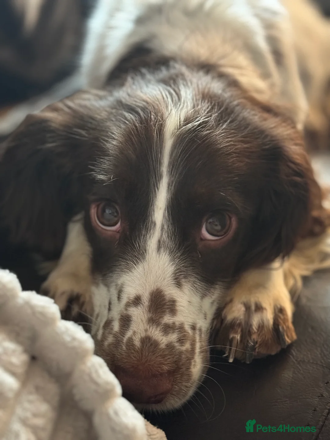 Cocker Spaniel dogs for sale: 3year old Cocker spaniel  - Advert 2