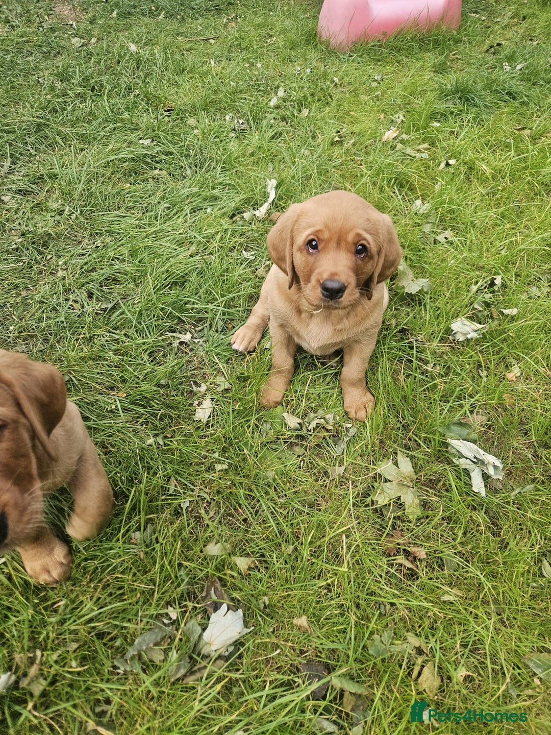 Goldador dogs for sale: Fox red lab x fox red retriever pups READY NOW - Image 28