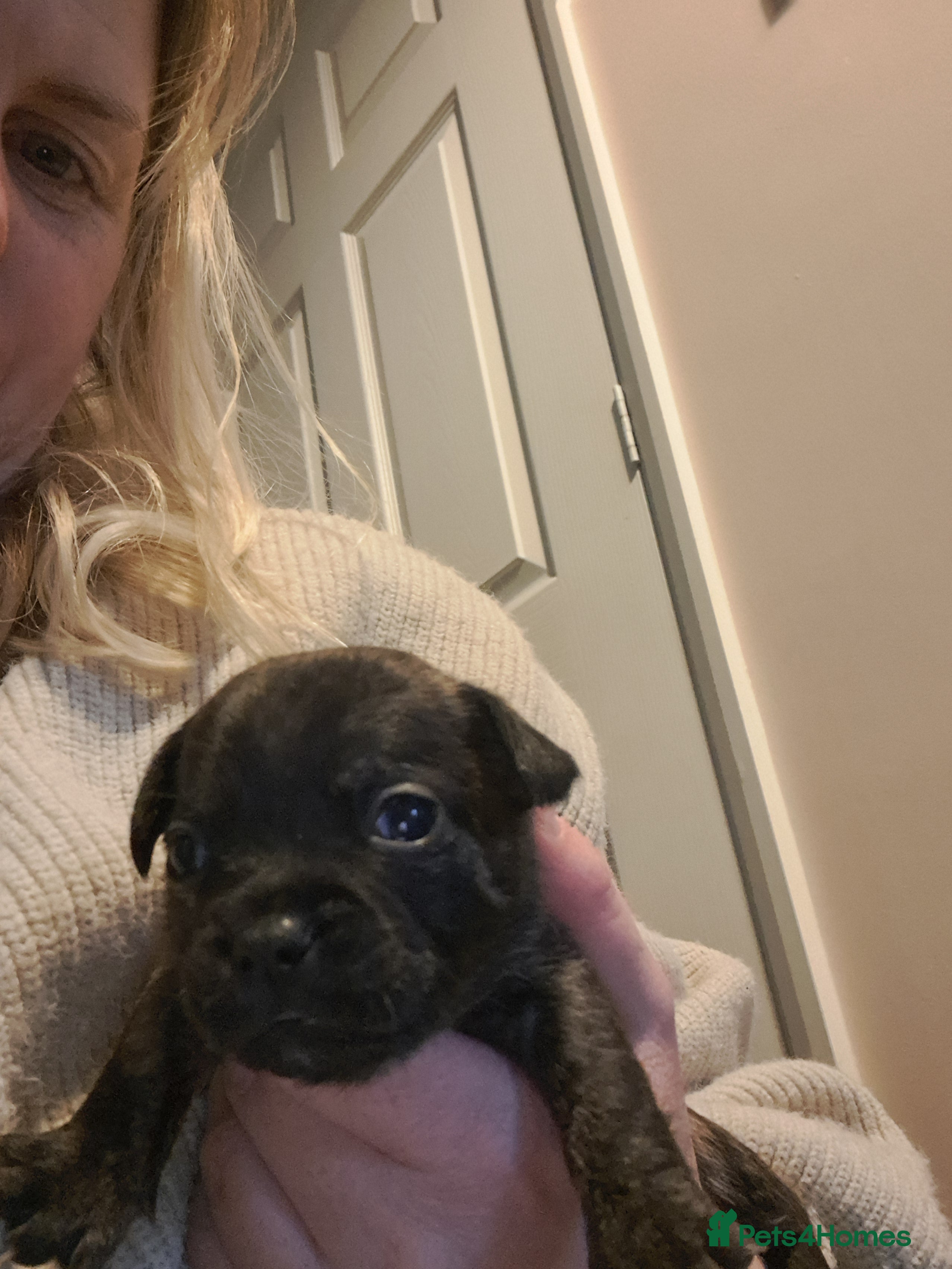 Mixed Breed dogs 8 puppies for sale - Advert 1