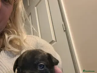 Mixed Breed dogs 8 puppies for sale - Advert 3