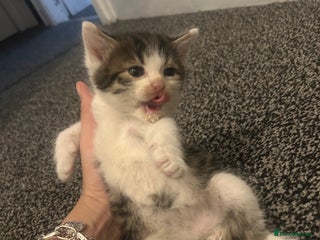 Brazilian Shorthair cats - Advert 3