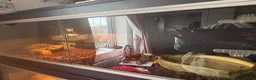 Python Snake reptiles for sale: Royal python  in Felixstowe - Advert 4