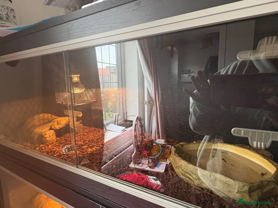 Python Snake reptiles for sale: Royal python  in Felixstowe - Advert 4