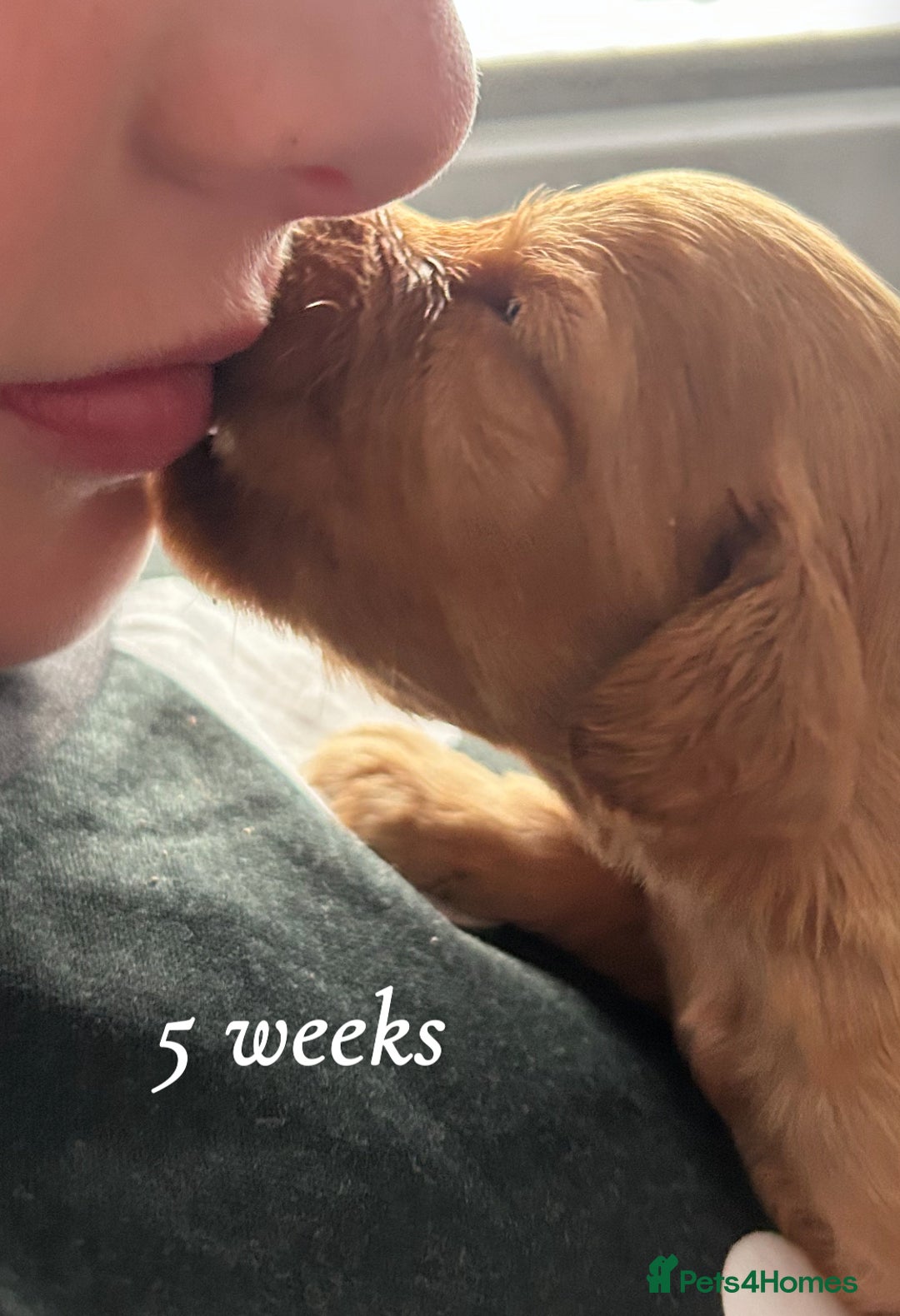 Cocker Spaniel dogs for sale: Cocker spaniel puppies  - Image 8