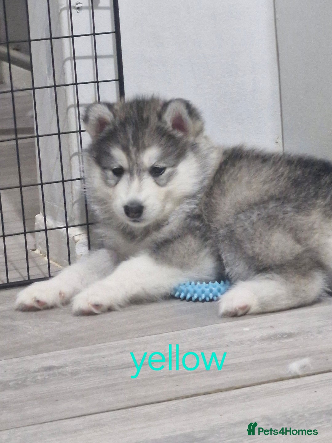 Siberian Husky dogs for sale: 8 husky pups - Advert 21