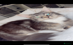 Mixed Breed cats for sale: Half Maine coon  in Haslemere - Image 6