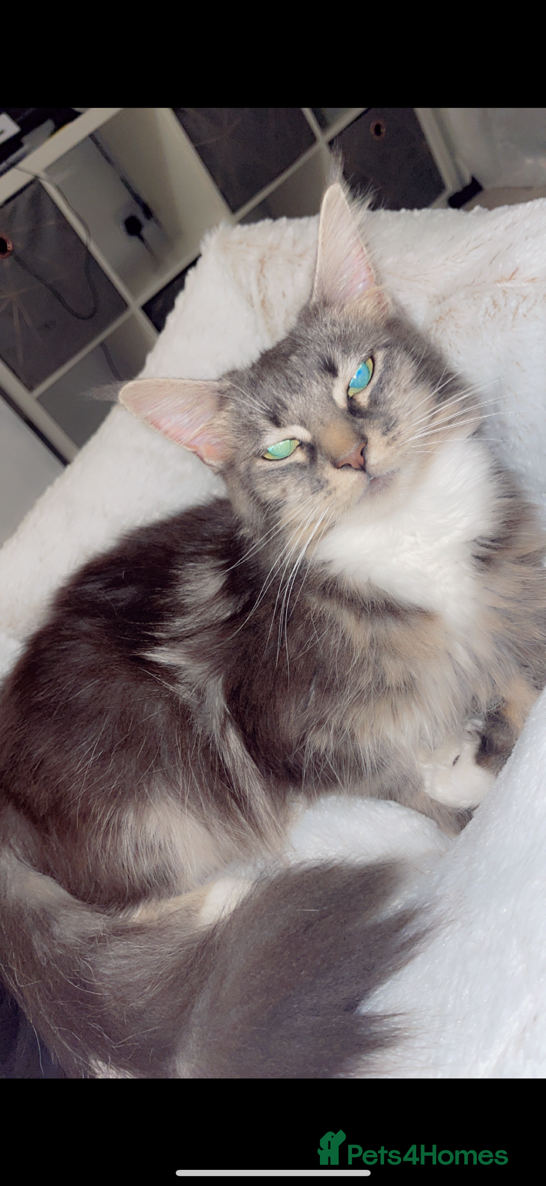 Mixed Breed cats for sale: Half Maine coon  in Haslemere - Image 6