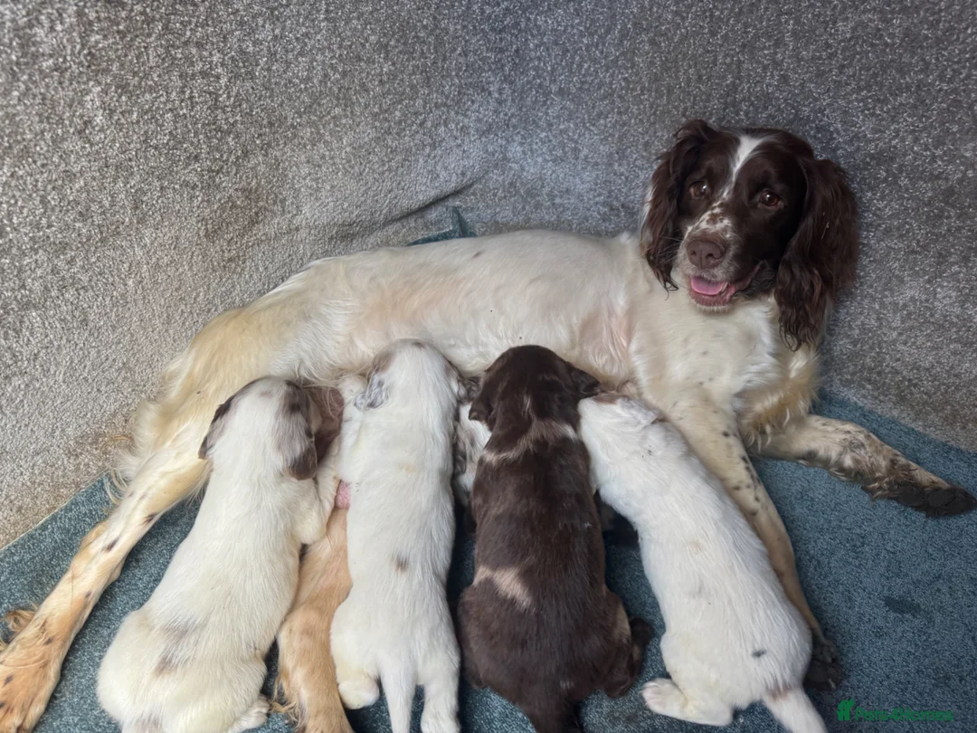 Sprocker dogs for sale: Sprockers F1 unique markings  - Advert 2