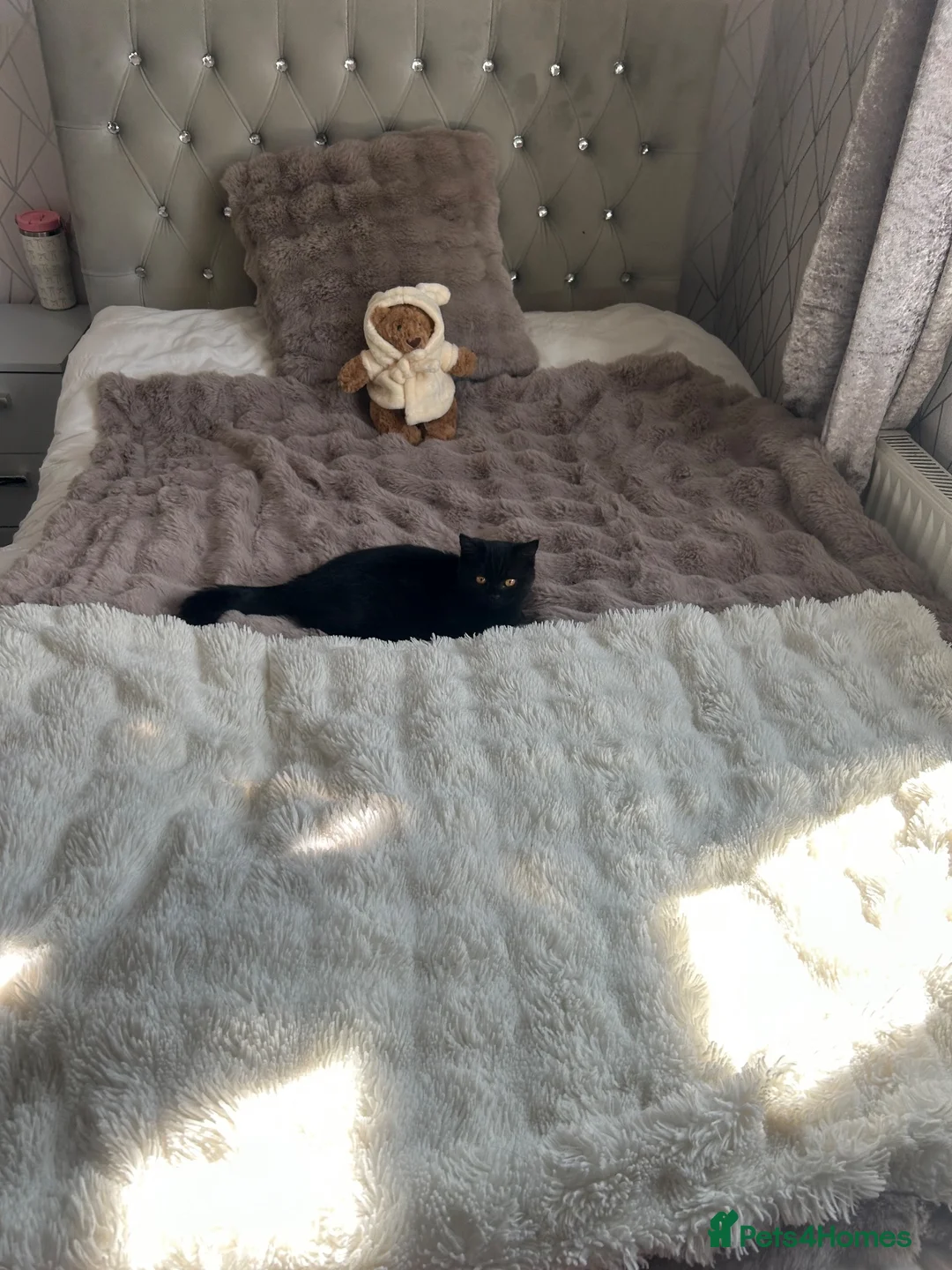 British Shorthair cats for sale: Black British shorthair  - Advert 2