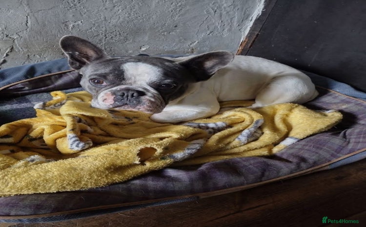 French Bulldog dogs - Advert 3