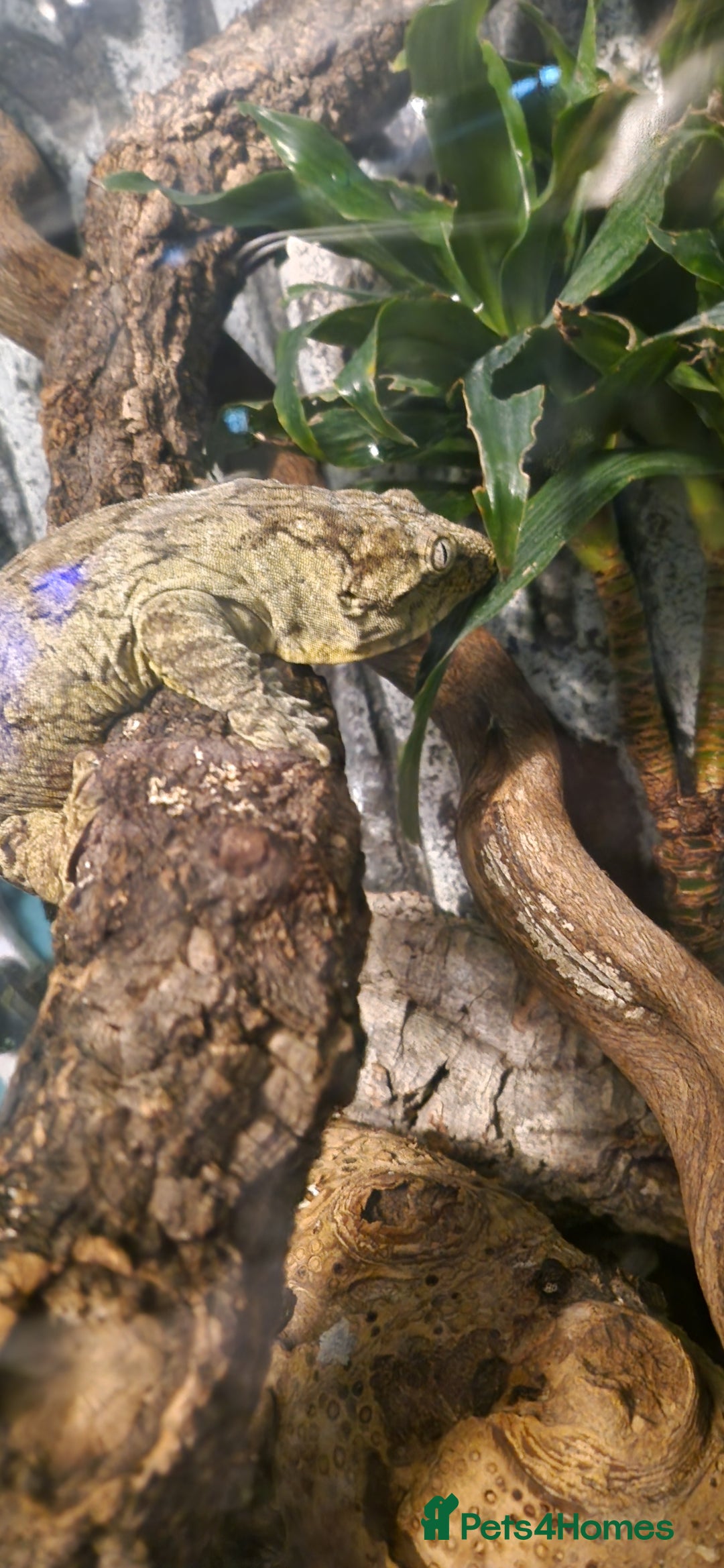 Gecko reptiles for sale: Leachianus gecko female - Image 5