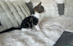 Bengal cats for sale: Beautiful READY NOW - Image 14
