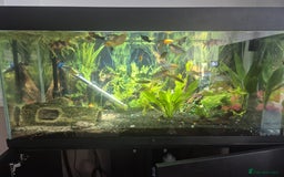 Gouramis fish for sale: Mixed tropical fish tank - Image 1