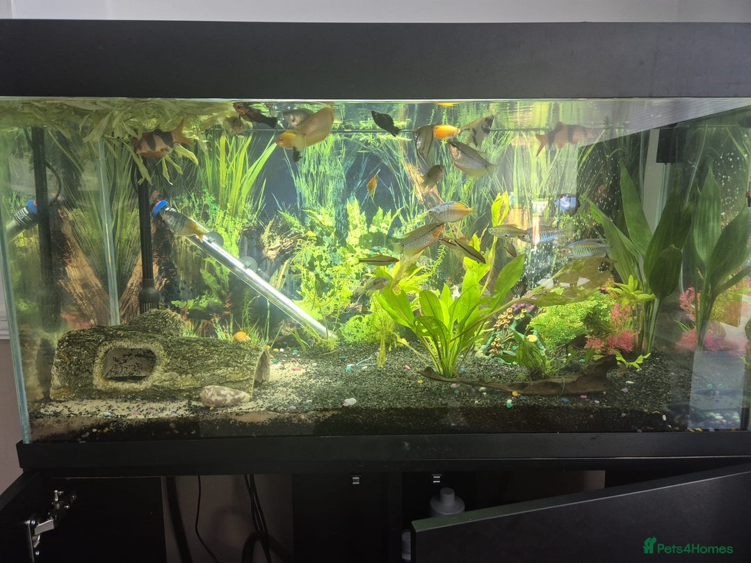Gouramis fish for sale: Mixed tropical fish tank - Image 1