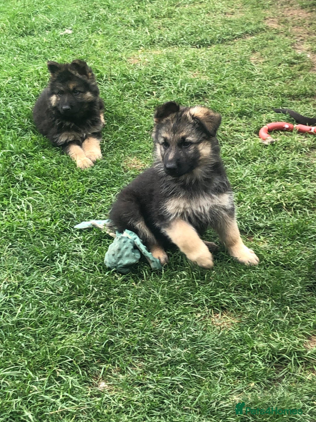 German Shepherd dogs for sale: Ready to leave 🐾 GSD Puppies - Image 38