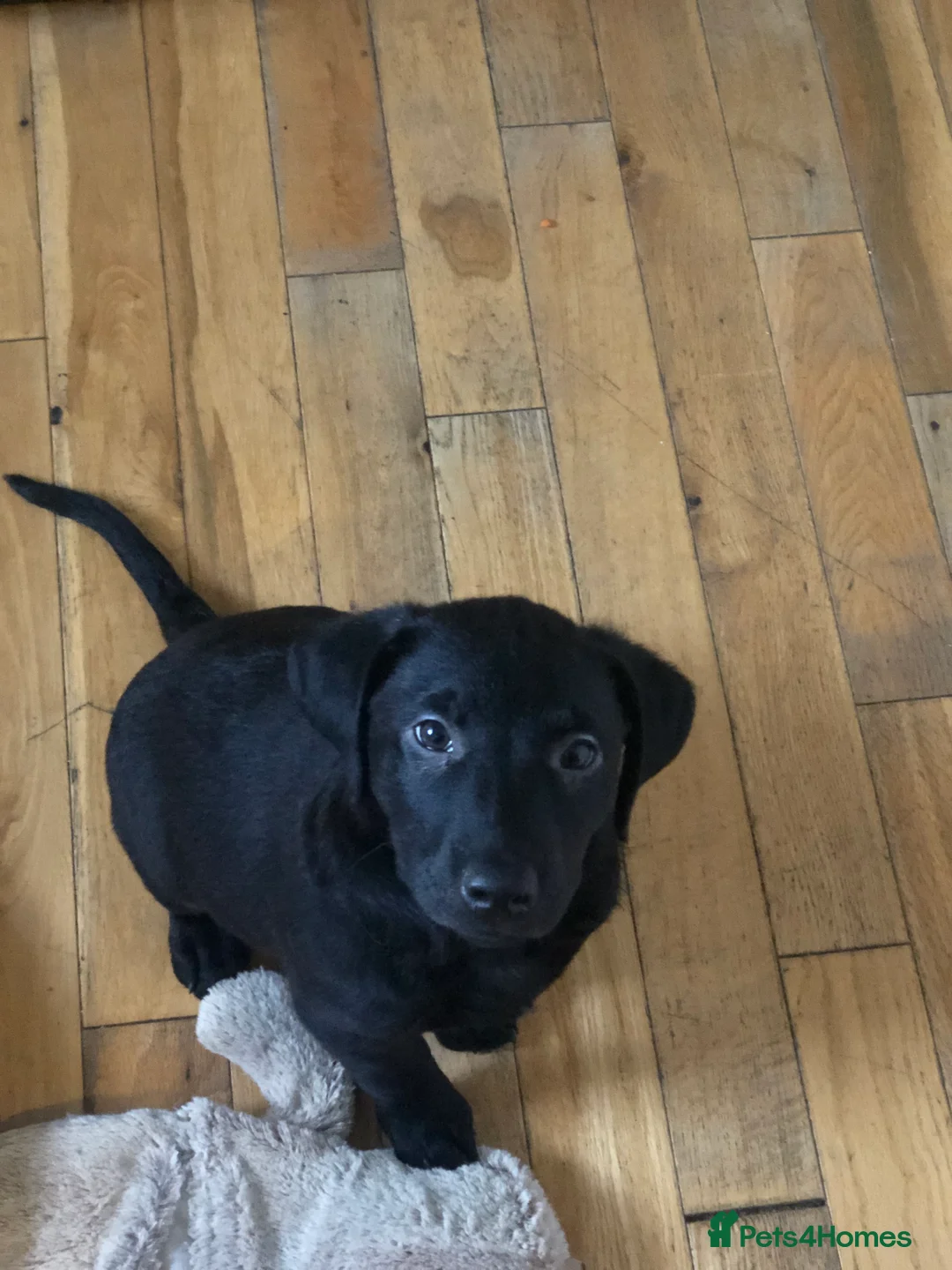 Labrador Retriever dogs for sale: Gorgeous standout Bowes-Lyon Lab KC registered  - Advert 10