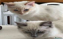 Ragdoll cats for sale: Blue mitted and bicolour ragdolls - Image 7