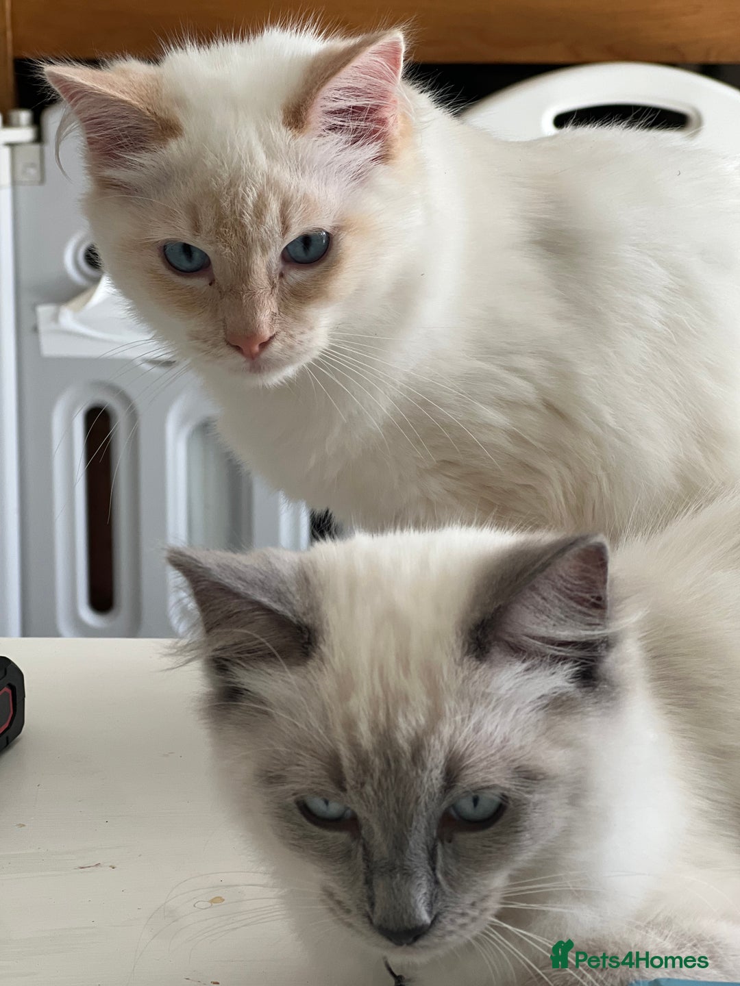 Ragdoll cats for sale: Blue mitted and bicolour ragdolls - Image 7