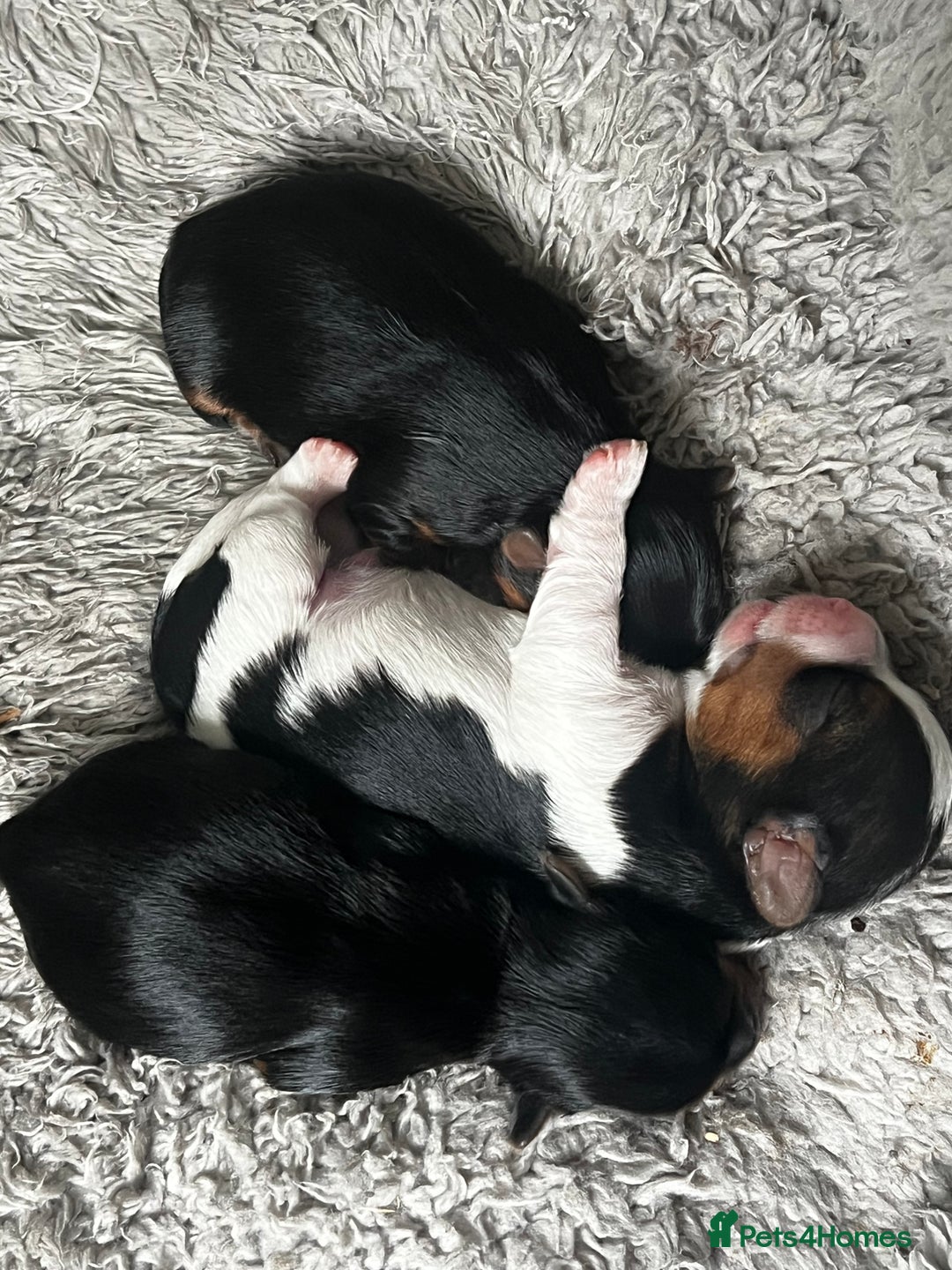 Yorkshire Terrier dogs for sale: Mini Yorkie looking for a new home  - Advert 13